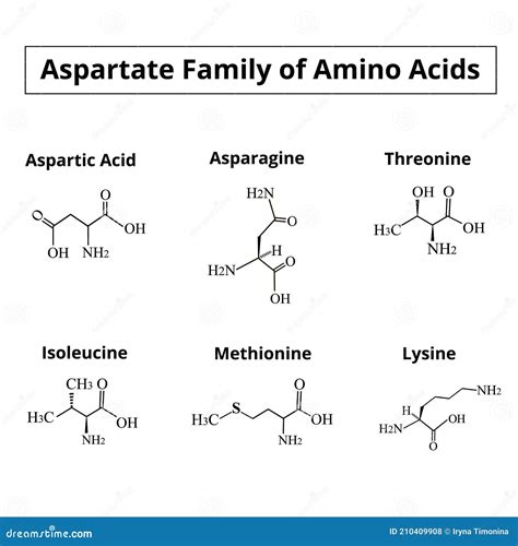 A Family Of Amino Acids Aspartate. Chemical Molecular Formulas Of Amino ...