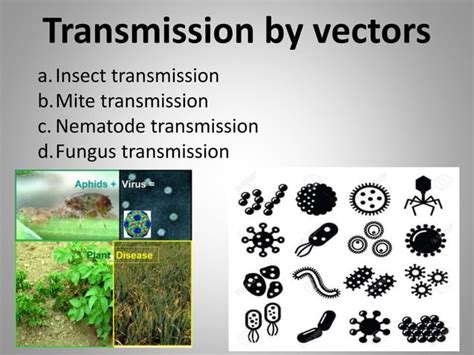 Transmission of plant viruses