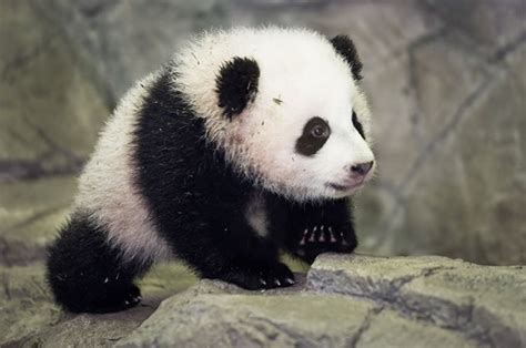 Cute Baby Panda – JattDiSite.com