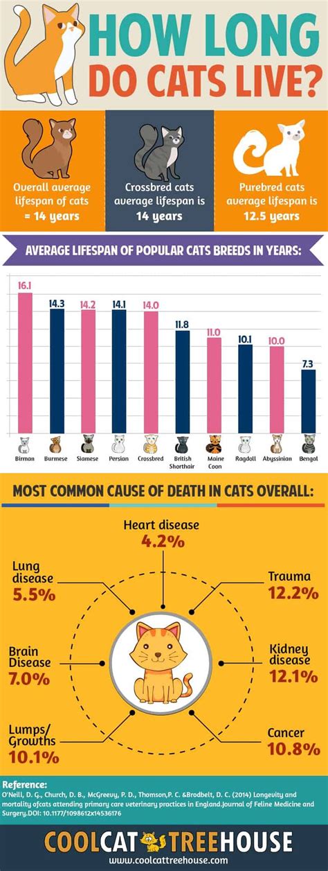 How Long Do Cats Live? - Facts About Cat Lifetime - Cool Cat Tree House ...