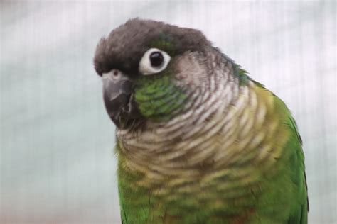 Green cheek conure care guide (In-depth) - Riverside Aviaries