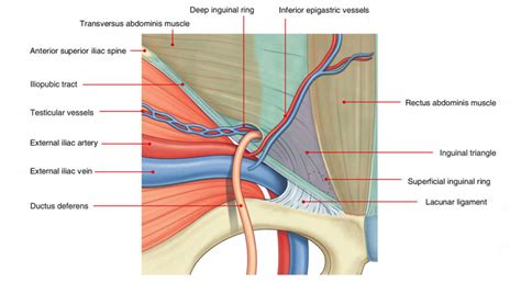 Inguinal Triangle (Hesselbach’s Triangle) – Earth's Lab