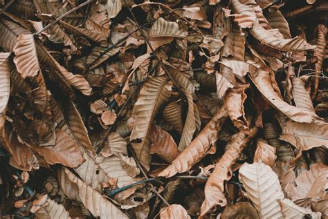 Free Images : tree, nature, wood, leaf, dry, pattern, brown, dried, leaves, publicdomain ...