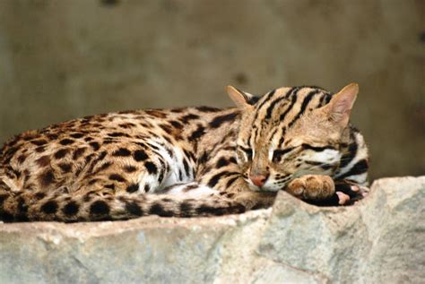 Chinese Leopard Cat at Saigon Zoo, 16/03/12 | Small wild cats, Leopard cat, Cat family