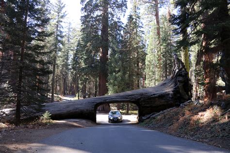 Tunnel Log in Sequoia National Park - Verenigde Staten - Reizen & Reistips