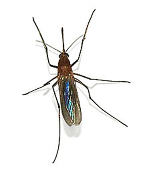 Mosquito Identification - Mosquitoes by Species