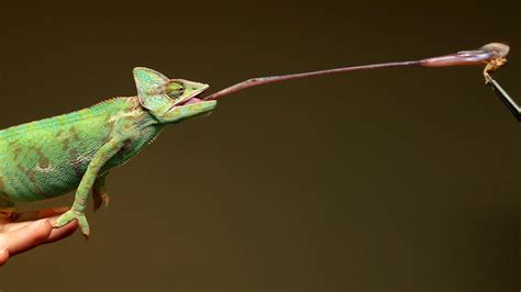 Super-sticky saliva helps chameleons catch huge prey, scientists say ...