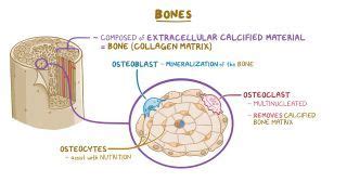 Chondroblasts: What Are They, Function, and More | Osmosis