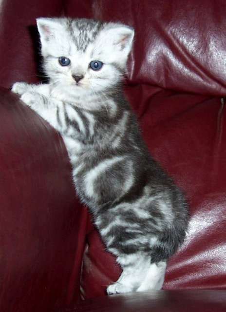 American Wirehair Cat Info, History, Personality, Kittens, Pictures