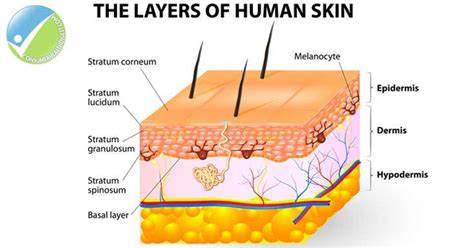 Beyond Skin Deep: Understanding the Layers of the Skin