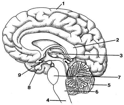 Human Brain Diagram Blank