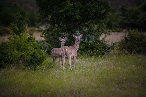 Central Texas Wildlife Conservation | Round Mountain Reserve