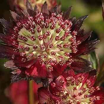 Astrantia Moulin Rouge Seeds Now in Stock! - Riveal