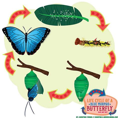 Life Cycle of a blue Morpho Butterfly Clip Art Set - Etsy