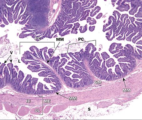 Jejunum Histology 2 Diagram | Quizlet