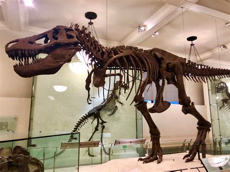 Tyrannosaurus rex at the American Museum of Natural History, NYC : r/Paleontology