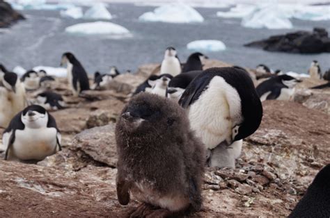 Penguin niche-partitioning resilient to climate change | Animal Ecology ...