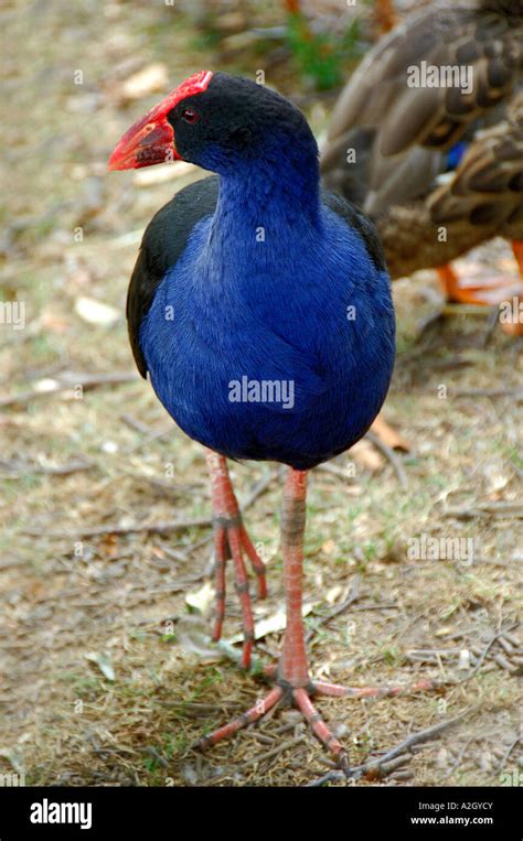 Native New Zealand pukeko bird, also known as Purple Swamp Hen Stock ...