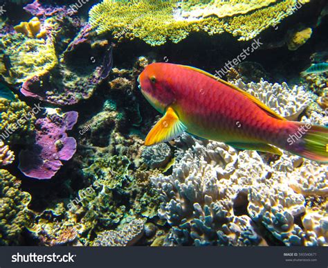 Red Parrotfish Great Barrier Reef Australia Stock Photo 593340671 | Shutterstock