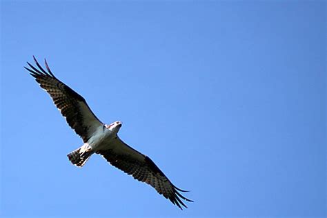 Seattle Seahawks - 10,000 Birds