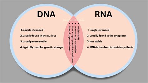 DNA vs RNA Venn Diagram – HowBiotech