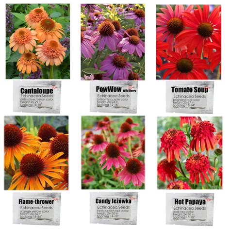 US$ 2.18 - 6 Packs Echinacea Purpurea Coneflower Seeds 6 Color ...