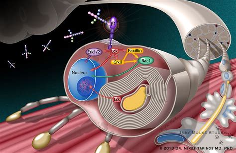 Dedifferentiation of Schwann Cell in Axonal Regeneration