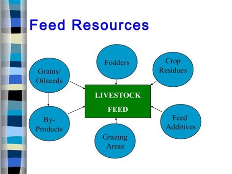 21 animal nutrition and feeds