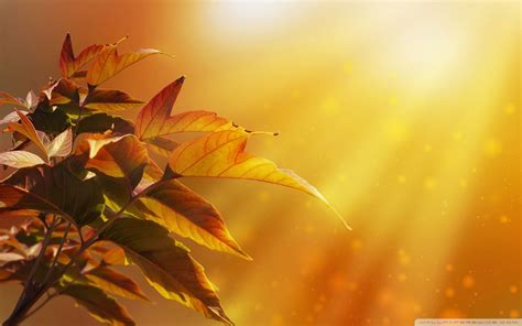 Magical Autumn Wallpapers - Wallpaper Cave