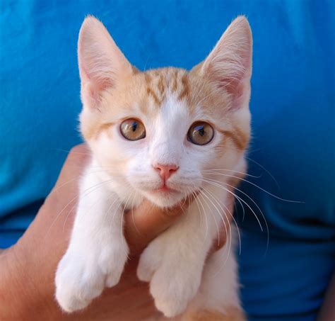 25 rescued kittens ready for adoption this morning!