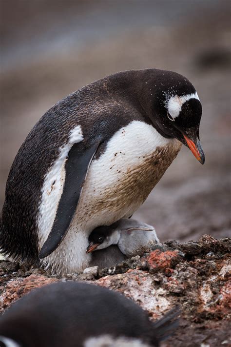 Wildlife - Antarctica