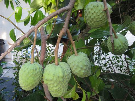 From Magnolias to Cherimoyas – The Smarter Gardener