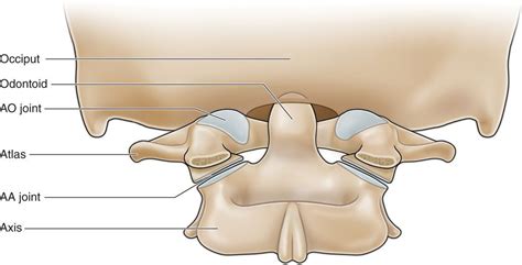 Image result for atlanto occipital joint | Occipital, Joint, Alexander ...