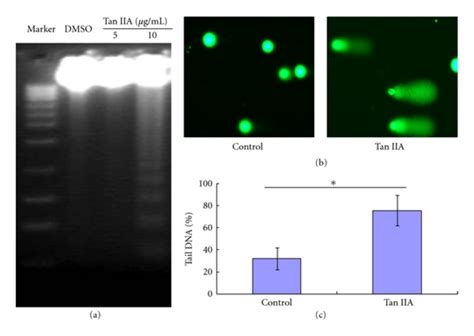 DNA damage analysis by fragmentation assay and OxiSelect Comet assay ...