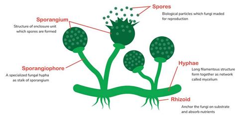 Beating Pythium Infection: A Guide for Gardeners - Botany-World