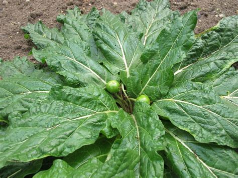 Mandrake Information - Learn About Growing Mandrake Roots