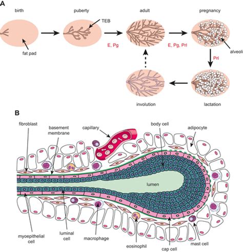 Stem Cells and the Differentiation Hierarchy in Mammary Gland ...