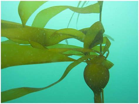 bull kelp | in the san juans | Dan Hershman | Flickr