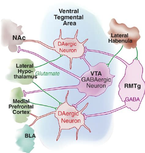 Ventral Tegmental Area