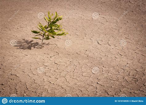 Plant on dry land stock image. Image of summer, natural - 161016935