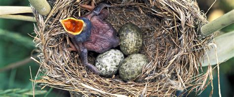 How the Cuckoo Wages an 'Evolutionary Arms Race' - ABC News