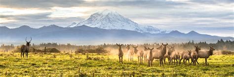 Mount Rainier National Park Wildlife | Visit Rainier