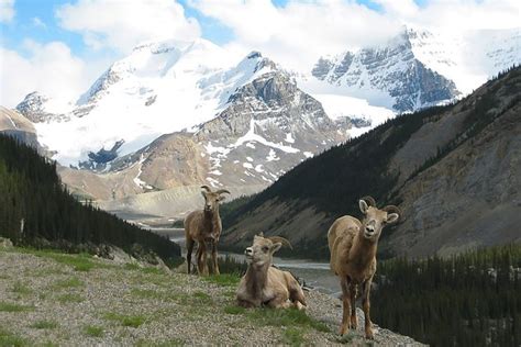 Canmore Wildlife Safari Drive and Walk in the Rocky Mountains 2024