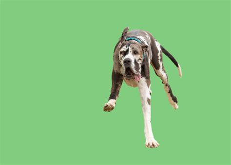 Best Green Screen Animals Stock Photos, Pictures & Royalty-Free Images ...