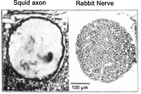 Microphotographs of a Loligo pealeii's giant squid axon and a rabbit... | Download Scientific ...