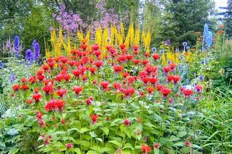 Alaska Botanical Garden, Anchorage | Botanical gardens, Perennial plants, Flowers