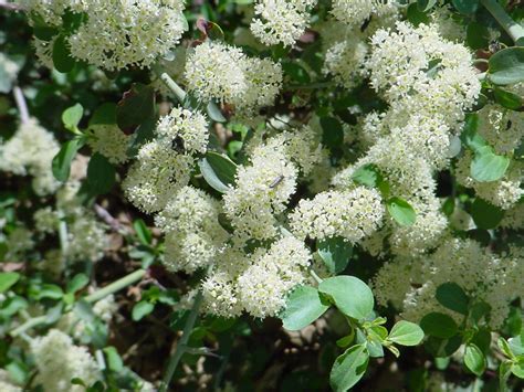 California Lilac - Ceanothus sp. | Big Bear Lake Dept of Water & Power, CA