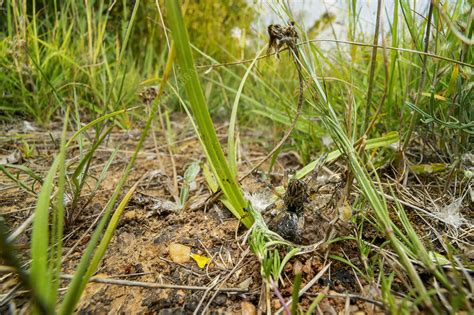 Wolf spider at nest entrance - Stock Image - F028/0505 - Science Photo ...