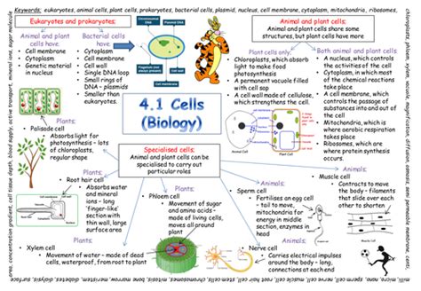 Introduction To Cells Practice