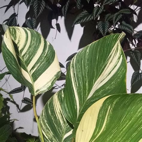 calathea lutea variegata, cissus discolor Potted Plants, Indoor Plants, Reverse Osmosis Water ...